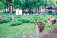 Muenchen-Hirschgarten190