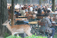 hirschgarten2-muenchen-190